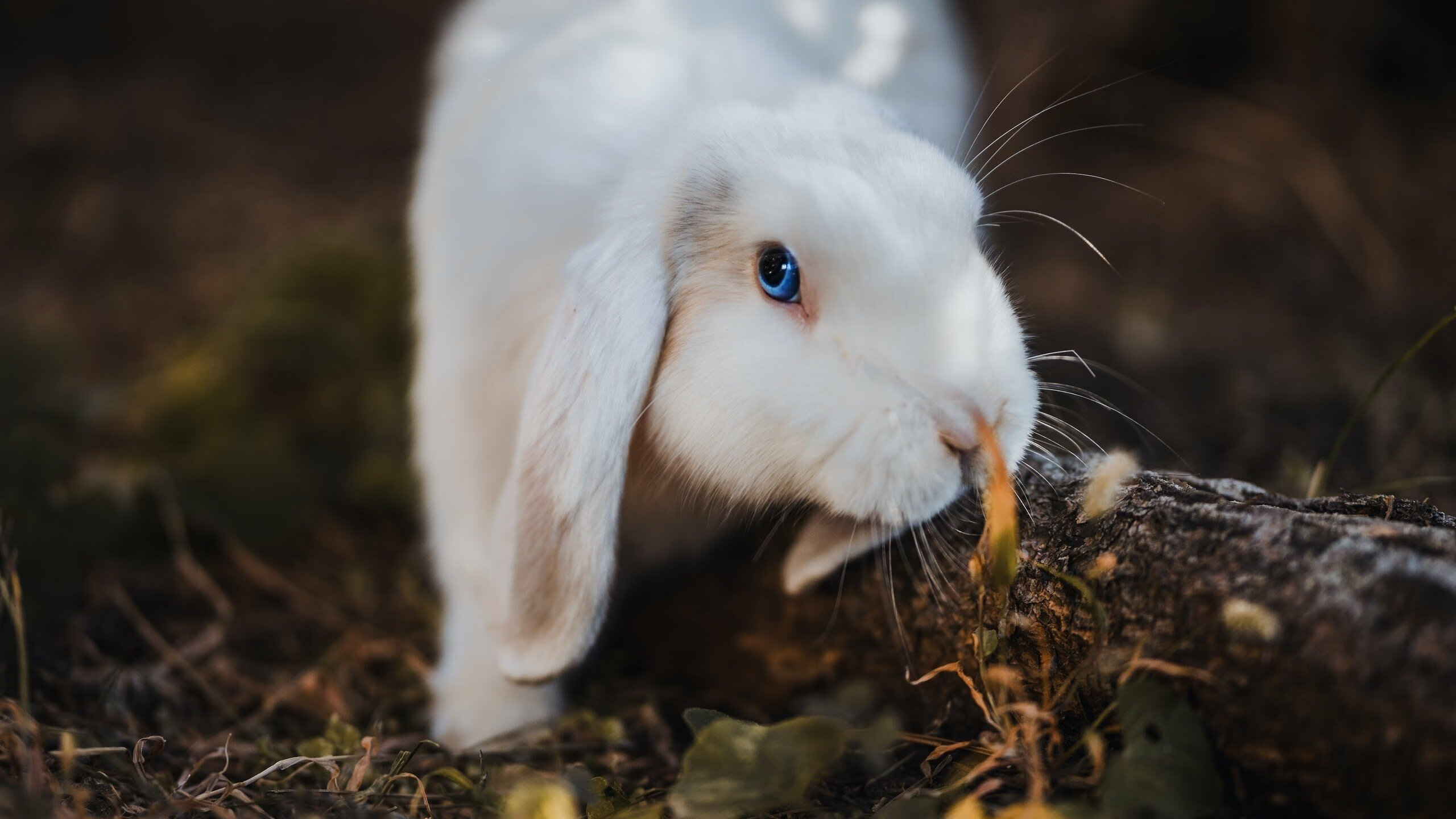 开云·Kaiyun网页版-公牛核心阵容逐渐稳定，公牛队伍