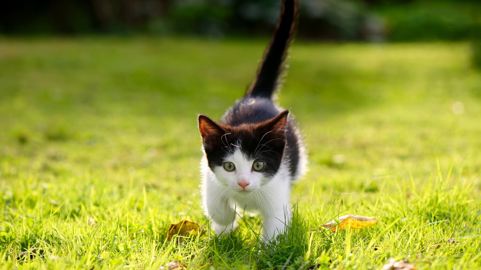 kaiyun登录入口-澳大利亚青少年橄榄球项目受政府资助支持，澳大利亚橄榄球比赛规则