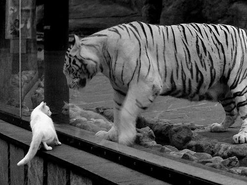 开云入口-球员暑期转会动向频繁，多国俱乐部积极争抢核心人才，2021球员转会