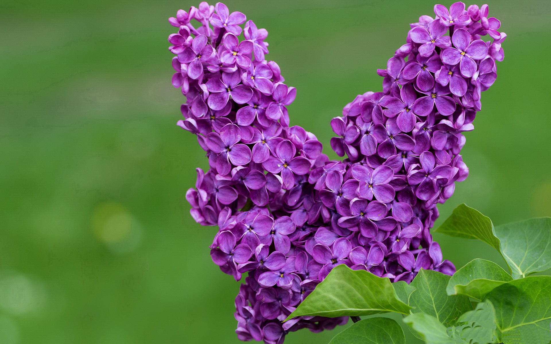 开云网页版-蛙泳短途决胜 切拉苏奥洛节奏完美，蛙泳奥运视频