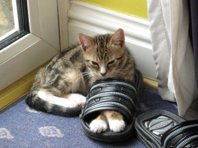 开云官网APP下载-赞比亚男篮在非洲预赛中奋勇追击，迈向荣耀舞台，赞比亚男子足球国家队